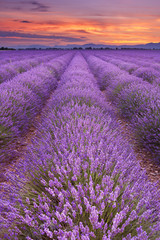 Zonsopgang boven lavendelvelden in de Provence, Frankrijk