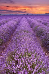 Photo sur Plexiglas Lavande Lever du soleil sur les champs de lavande en Provence, France