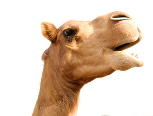 Portrait de drôle de tête de chameau, Sharjah, ÉMIRATS ARABES UNIS