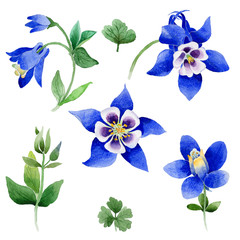 Fototapeta na wymiar Wildflower Blue aquilegia flower in a watercolor style isolated.