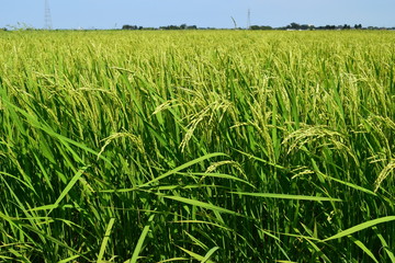 実り始めた稲穂