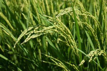 実り始めた稲穂