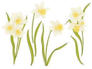 Narcissi flowers. Set of colored flowers.Stock line vector illustration.