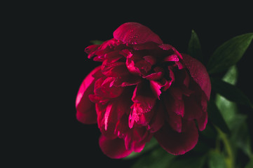 Red peony in a bottle with water. A still life on a black background