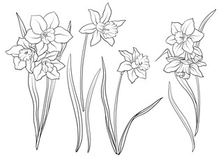 Narcissi flowers. Set of outline flowers.
Stock line vector illustration. Outline hand drawing coloring page for coloring book.

 - obrazy, fototapety, plakaty