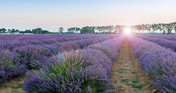 Fototapeta Lever du jour dans un champ de lavande, Provence, France