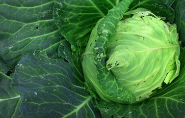 Fototapeta premium cabbage in the garden (leaves were eaten by pests)