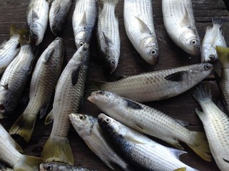 Mullet fish 