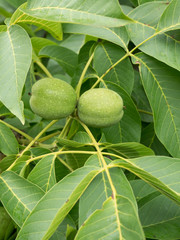 Fototapeta premium Walnut tree close up with green fruits