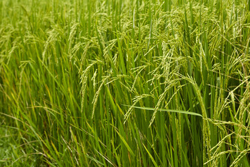 Jasmine Rice field