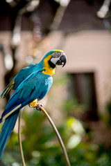 Colourful parrots bird sitting on the perch.