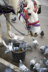 Fototapeta na wymiar Central Park Carriage horse shares his bucket lunch with grateful pigeons in New York City