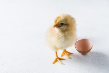 The hatched chicken and egg shell on a white background