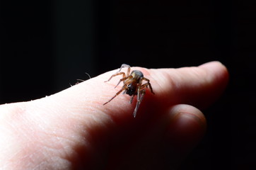 Spider on the hand