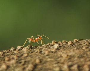 ant