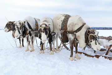 Obraz premium Domestic reindeer harnessed to sleds