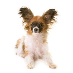 puppy papillon dog in studio