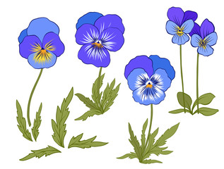 Violet flowers. Set of colored flowers.Stock line vector illustration.