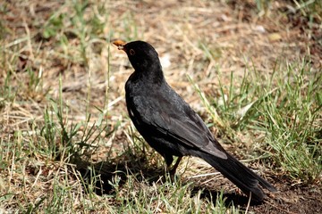 Turdus merula