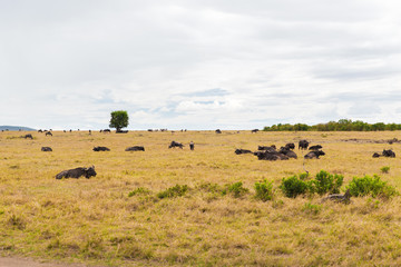 buffalo bulls grazing in savannah at africa