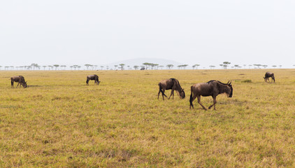 wildebeests grazing in savannah at africa