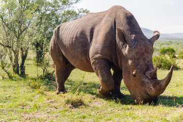 Fototapeta premium rhino grazing in savannah at africa