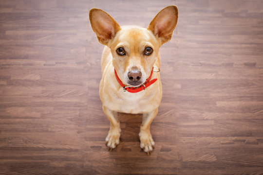 dog    waits for owner