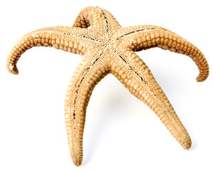 étoile de mer 