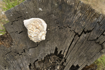Seashell and small flowers on a trunk of dried wood, photographed in Gura Portitei, Romania