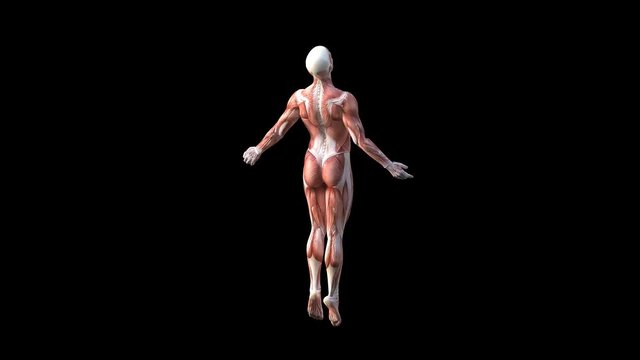 Human body muscle map turntable adult for your projects related to health, medicine, therapy, surgery, psychology, life, energy, etc Included rendered loopable clips 4K QT MOV PNG + Alpha channel