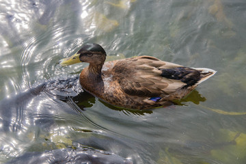 Close up of a female duck on a lake