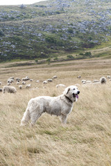 Obraz premium Herdenschutzhund