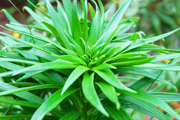 Lily thick green foliage