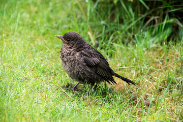 Close up of a baby blackbird in a garden in the UK