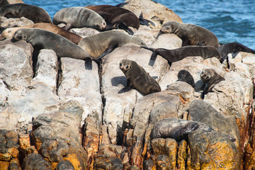 Cape fur seals on Geyser rock, a small island off the coast of Gansbaai, South Africa