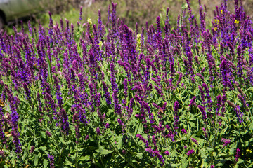 Obraz premium Wild purple salvia flowers on the meadow