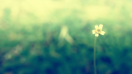 Lonely Grass flower soft focus with empty space for text ,Abstract spring background