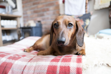 sweet brown dachshund at home 