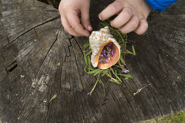 Close up of child hands holding a seashell and field flowers