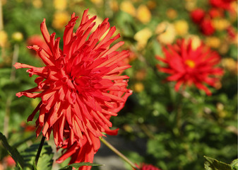 Dahlia cactus rouge