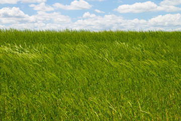 Obraz na płótnie Canvas Field of young green wheat