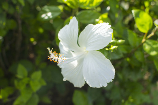 1 Best ハイビスカス アオイ科 フヨウ属 Hibiscus Images Stock Photos Vectors Adobe Stock 1 Best ハイビスカス アオイ科 フヨウ属 Hibiscus Images Stock Photos Vectors Adobe Stock