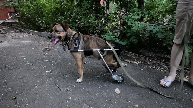 Animal shelter. A nice mongrel dog going for a walk in a wheelchair for animals. HD