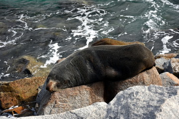 A seal basks in the sun in Narooma. Sleepy fur seal basques in the sunshine. The Australian Fur Seal Arctocephalus pusillus doriferus is the largest of all the fur seals.