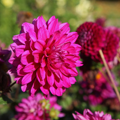 Dahlia d&eacute;coratif rose