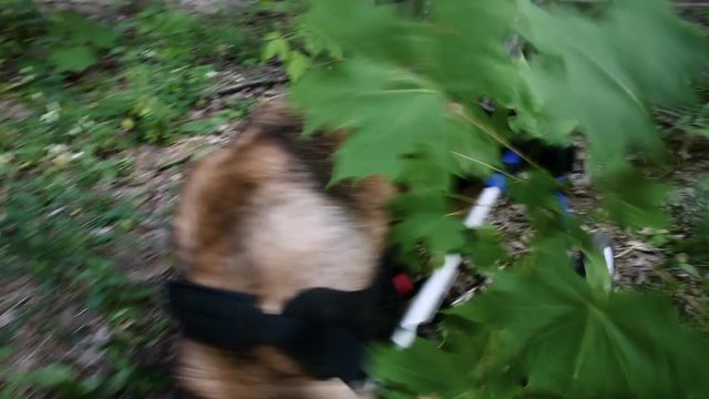 Animal shelter. A nice mongrel dog going for a walk in a wheelchair for animals. HD