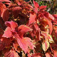 Massif de coleus