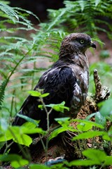 Predatory bird in the grass
