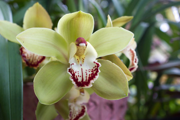 Yellow Cymbidium orchid in pot. Flower and stem