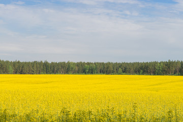 Obraz premium Rape field against the blue sky with clouds and forest, background